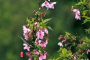 逍遥队多点开花，取得胜利关键